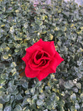 velvet rose small