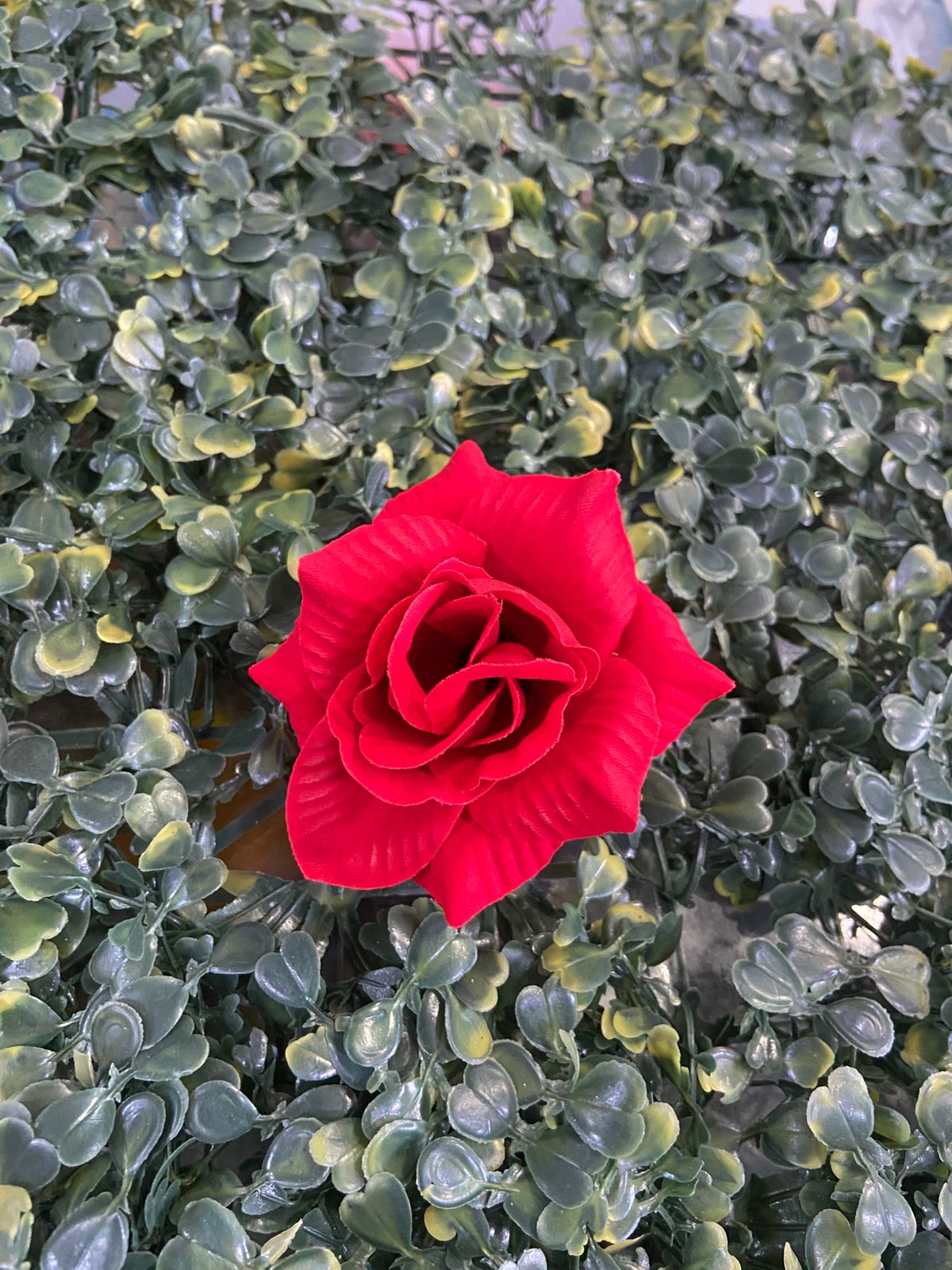 velvet rose small
