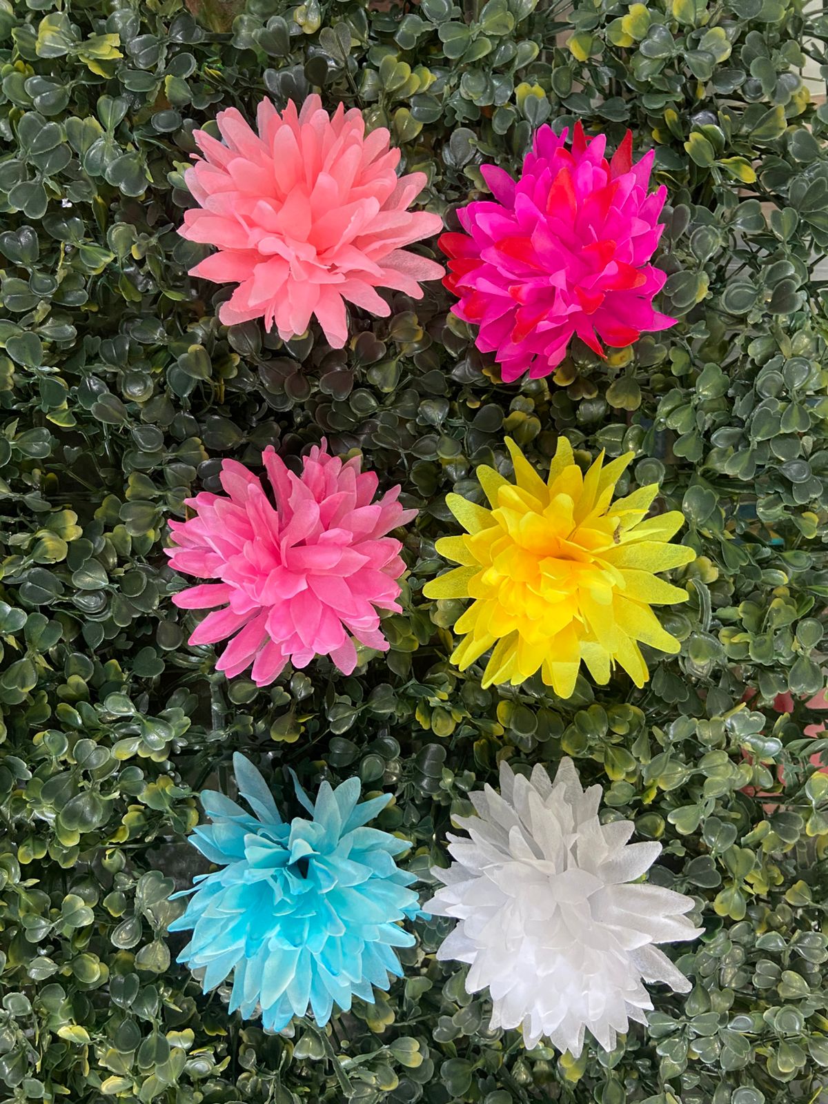 Dahliya flowers