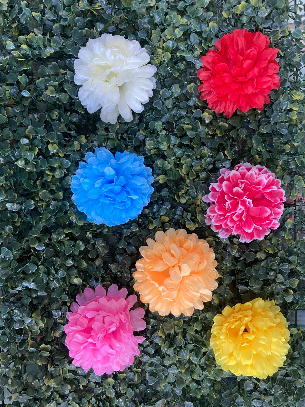 DAHLIYA BIG FLOWER